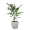 Cat Palm Chamaedorea Cataractarum Live Indoor Outdoor Plant In 10 Inch Premium Sustainable Ecopots White Grey Pot