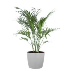 Cat Palm Chamaedorea Cataractarum Live Indoor Outdoor Plant In 10 Inch Premium Sustainable Ecopots White Grey Pot