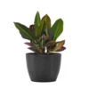 Croton Petra Live Codiaeum Variegatum In 6 Inch Premium Sustainable Ecopots Dark Grey Pot With Removeable Drainage Plug
