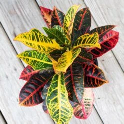 Croton Petra Live Codiaeum Variegatum In 6 Inch Premium Sustainable Ecopots Grey Pot 8 Croton Petra Live Codiaeum Variegatum In 6 Inch Premium Sustainable Ecopots Grey Pot -Urban Garden Store united nursery house plants cpetra6shgry 4f 1000