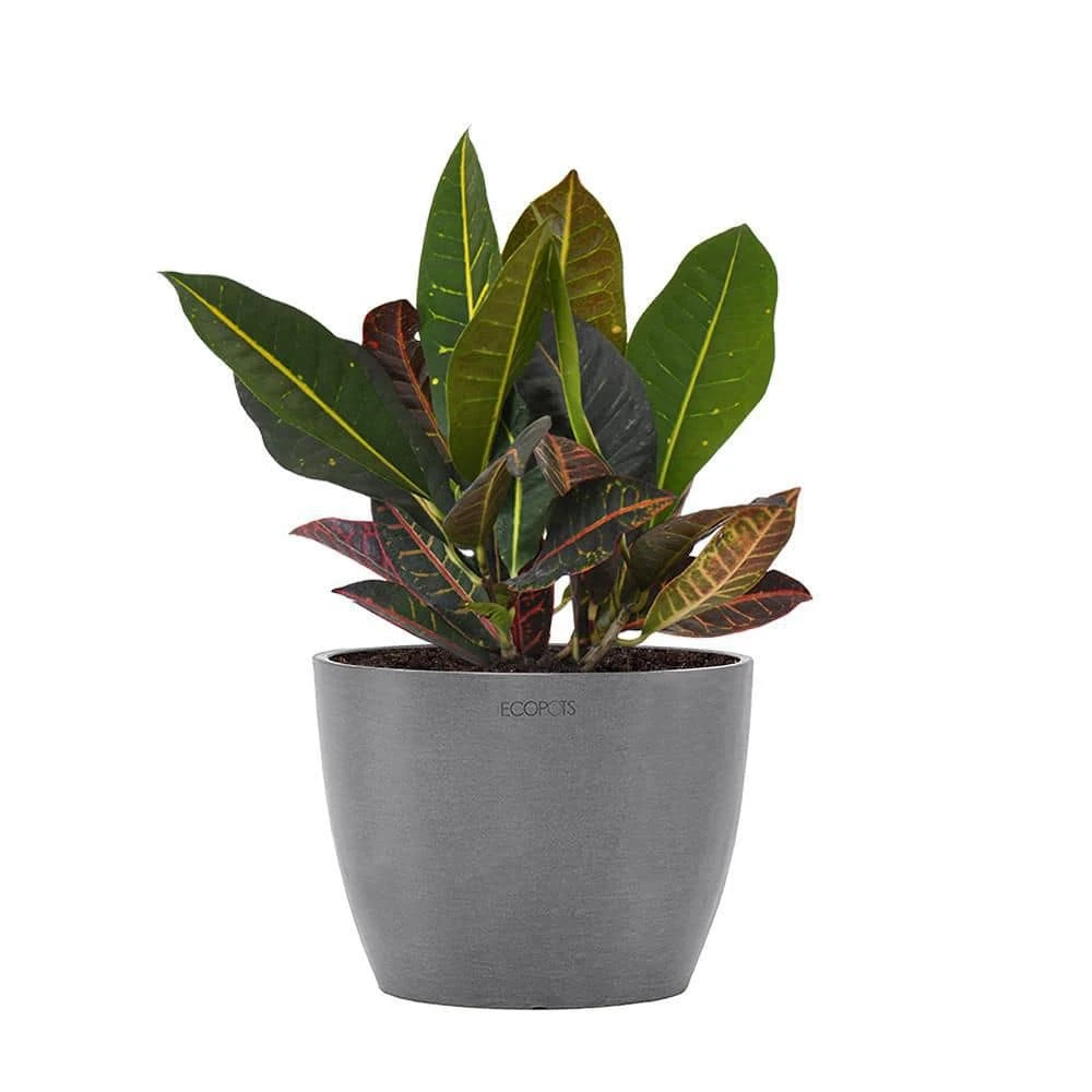 Croton Petra Live Codiaeum Variegatum In 6 Inch Premium Sustainable Ecopots Grey Pot 1 Croton Petra Live Codiaeum Variegatum In 6 Inch Premium Sustainable Ecopots Grey Pot