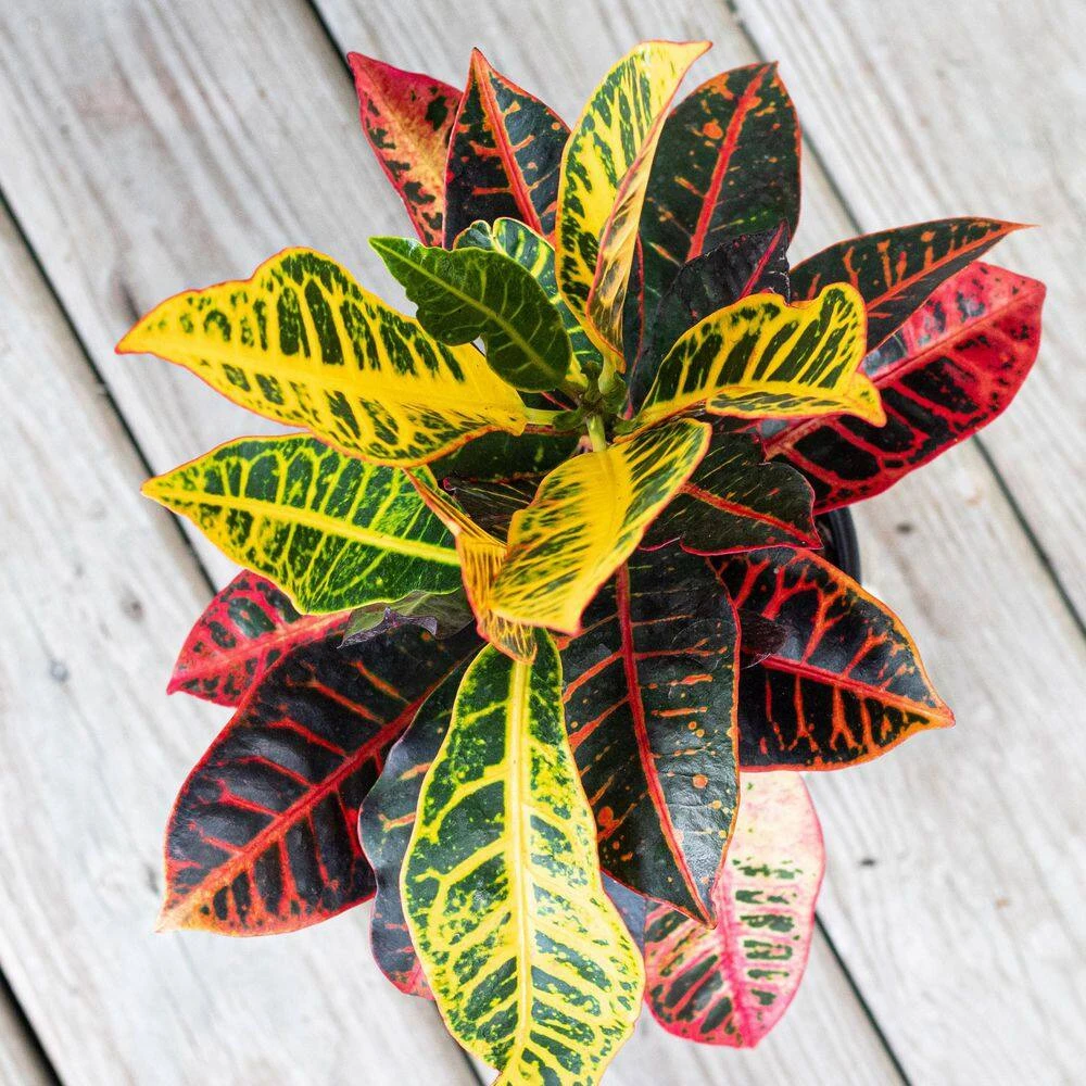 Croton Petra Live Codiaeum Variegatum In 6 Inch Premium Sustainable Ecopots Pure White Pot With Removeable Drainage Plug 3 Croton Petra Live Codiaeum Variegatum In 6 Inch Premium Sustainable Ecopots Pure White Pot With Removeable Drainage Plug - Image 3