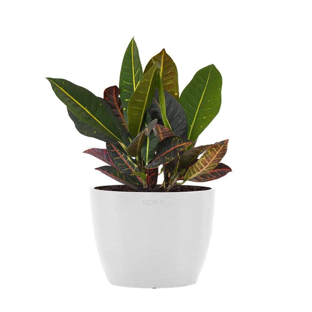 Croton Petra Live Codiaeum Variegatum In 6 Inch Premium Sustainable Ecopots Pure White Pot With Removeable Drainage Plug 1 Croton Petra Live Codiaeum Variegatum In 6 Inch Premium Sustainable Ecopots Pure White Pot With Removeable Drainage Plug
