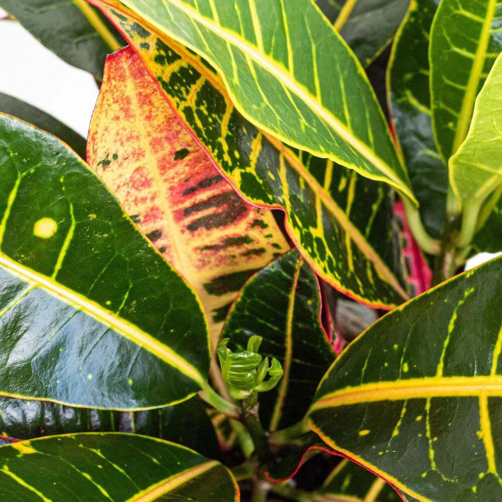 Croton Petra Live Codiaeum Variegatum In 6 Inch Premium Sustainable Ecopots Pure White Pot With Removeable Drainage Plug 2 Croton Petra Live Codiaeum Variegatum In 6 Inch Premium Sustainable Ecopots Pure White Pot With Removeable Drainage Plug - Image 2