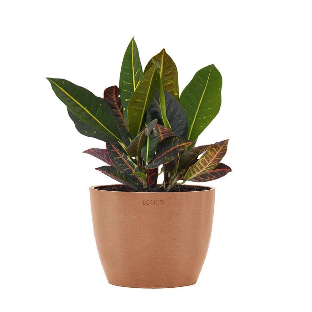 Croton Petra Live Codiaeum Variegatum In 6 Inch Premium Sustainable Ecopots Terracotta Pot With Removeable Drainage Plug 1 Croton Petra Live Codiaeum Variegatum In 6 Inch Premium Sustainable Ecopots Terracotta Pot With Removeable Drainage Plug