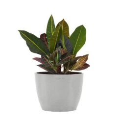 Croton Petra Live Codiaeum Variegatum In 6 Inch Premium Sustainable Ecopots White Grey Pot With Removeable Drainage Plug