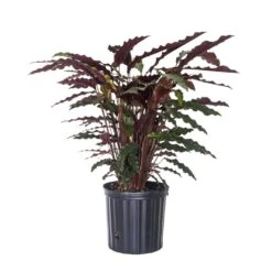 Calathea Rufibarba Live Indoor Fuzzy Feathers Houseplant Shipped In 9.25 Grower Pot