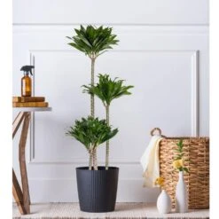 10 In. Dracaena Janet Craig Compacta Plant In Grower Pot -Urban Garden Store united nursery house plants dracjcc10gp 31 1000