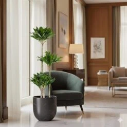 10 In. Dracaena Janet Craig Compacta Plant In Grower Pot -Urban Garden Store united nursery house plants dracjcc10gp 4f 1000