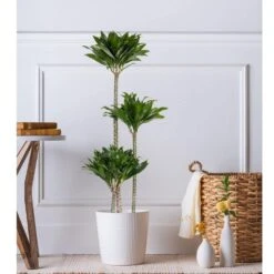 10 In. Dracaena Janet Craig Compacta Plant In White Decor Pot -Urban Garden Store united nursery house plants dracjcc10hw 31 1000
