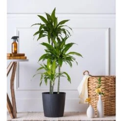 10 In. Dracaena Janet Craig Plant In Grower Pot 7 10 In. Dracaena Janet Craig Plant In Grower Pot -Urban Garden Store united nursery house plants dracjcr10gp 31 1000