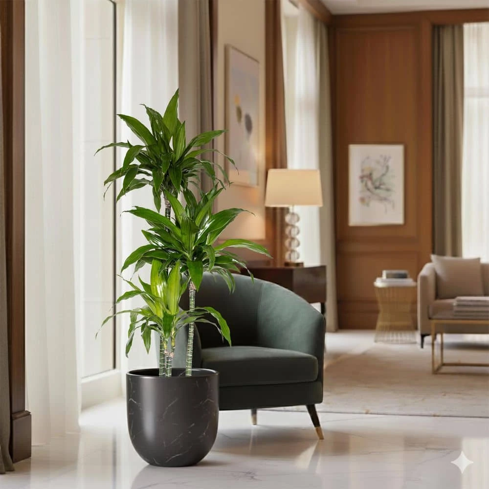 10 In. Dracaena Janet Craig Plant In Grower Pot 3 10 In. Dracaena Janet Craig Plant In Grower Pot - Image 3