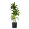 10 In. Dracaena Janet Craig Plant In Grower Pot