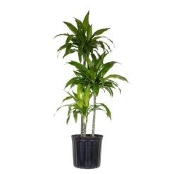 10 In. Dracaena Janet Craig Plant In Grower Pot