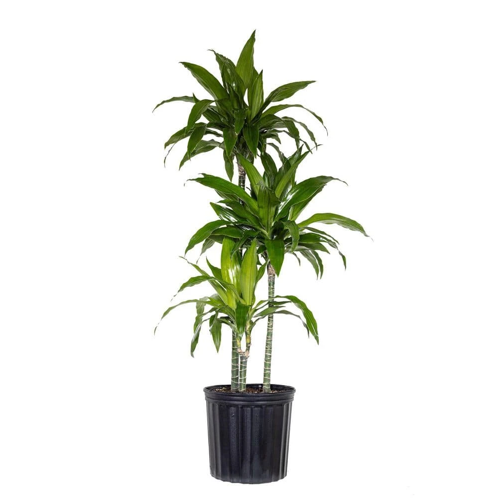 10 In. Dracaena Janet Craig Plant In Grower Pot 1 10 In. Dracaena Janet Craig Plant In Grower Pot