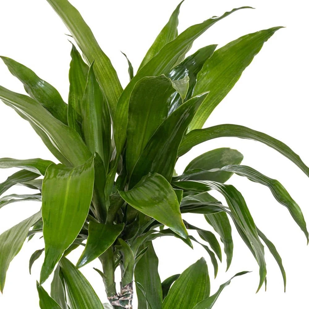 10 In. Dracaena Janet Craig Plant In Grower Pot 2 10 In. Dracaena Janet Craig Plant In Grower Pot - Image 2
