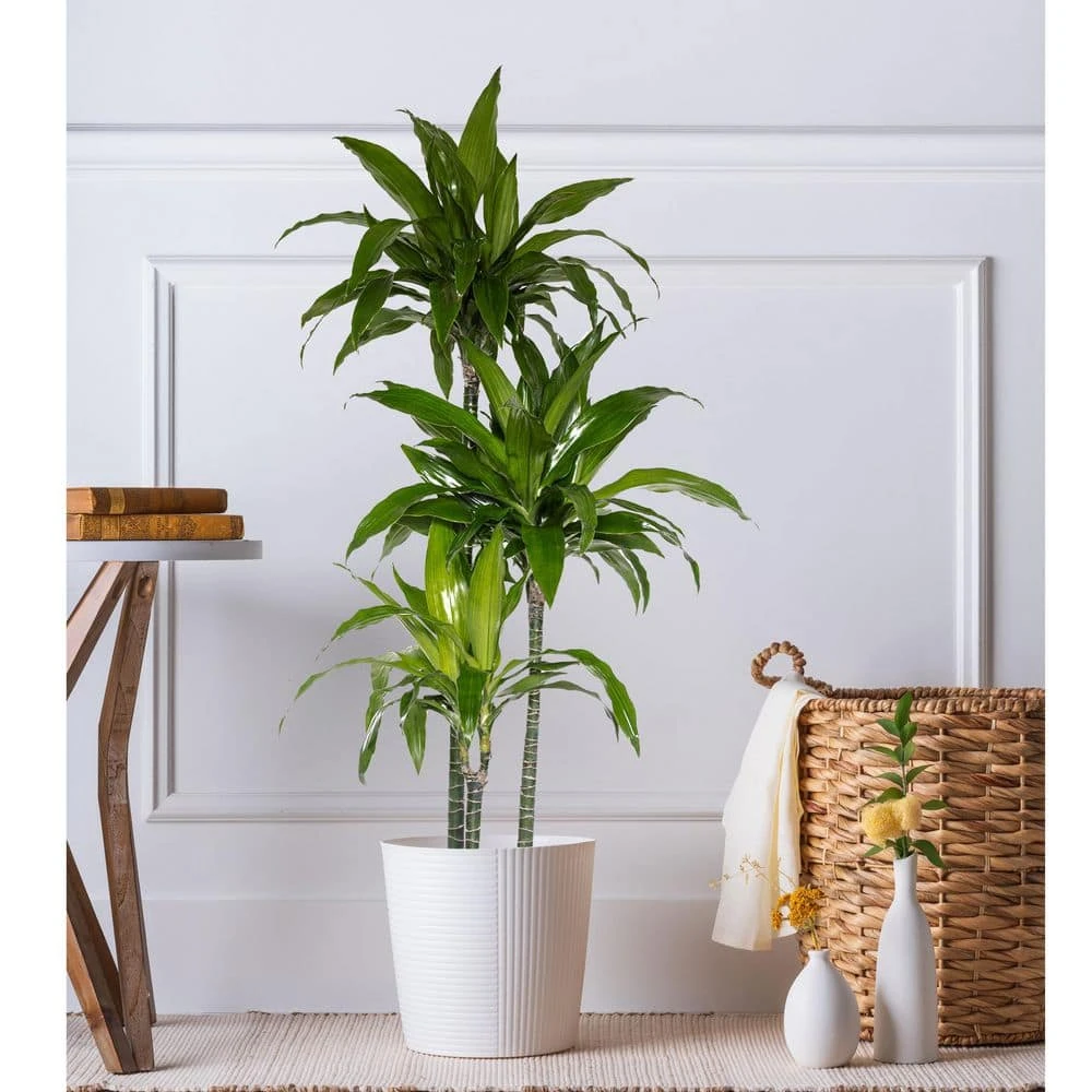 10 In. Dracaena Janet Craig Plant In White Decor Pot 4 10 In. Dracaena Janet Craig Plant In White Decor Pot - Image 4