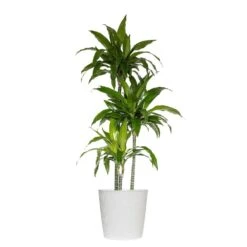 10 In. Dracaena Janet Craig Plant In White Decor Pot