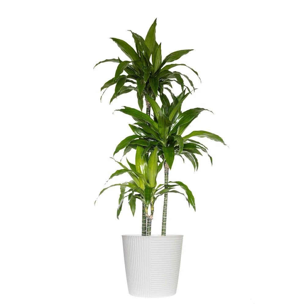 10 In. Dracaena Janet Craig Plant In White Decor Pot 1 10 In. Dracaena Janet Craig Plant In White Decor Pot