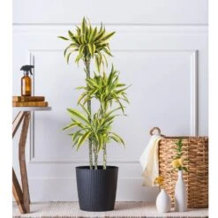 10 In. Dracaena Lemon Lime Plant In Grower Pot -Urban Garden Store united nursery house plants dracllime10gp 31 1000