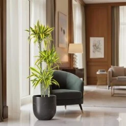 10 In. Dracaena Lemon Lime Plant In Grower Pot -Urban Garden Store united nursery house plants dracllime10gp 4f 1000