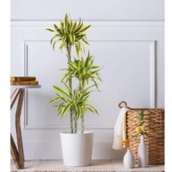 10 In. Dracaena Lemon Lime Plant In White Decor Pot -Urban Garden Store united nursery house plants dracllime10hw 31 1000