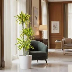 10 In. Dracaena Lemon Lime Plant In White Decor Pot -Urban Garden Store united nursery house plants dracllime10hw 4f 1000