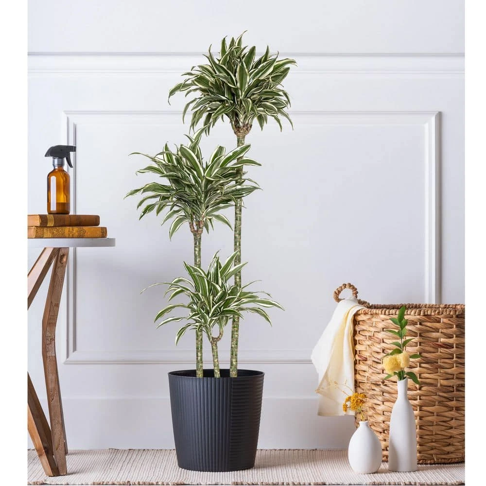 10 In. Dracaena Warneckii Plant Compacta In Grower Pot 4 10 In. Dracaena Warneckii Plant Compacta In Grower Pot - Image 4