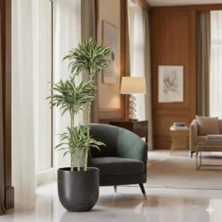 10 In. Dracaena Warneckii Plant Compacta In Grower Pot 6 10 In. Dracaena Warneckii Plant Compacta In Grower Pot -Urban Garden Store united nursery house plants dracwarc10gp 4f 1000