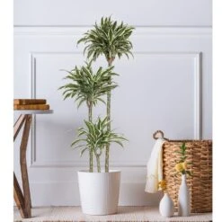 10 In. Dracaena Warneckii Plant Compacta In White Decor Pot -Urban Garden Store united nursery house plants dracwarc10hw 31 1000