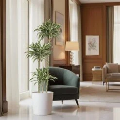 10 In. Dracaena Warneckii Plant Compacta In White Decor Pot -Urban Garden Store united nursery house plants dracwarc10hw 4f 1000