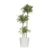 10 In. Dracaena Warneckii Plant Compacta In White Decor Pot