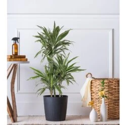 10 In. Dracaena Warneckii Plant In Grower Pot -Urban Garden Store united nursery house plants dracwarr10gp 31 1000