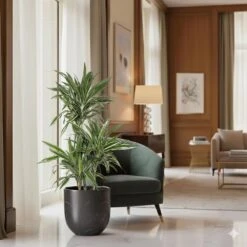 10 In. Dracaena Warneckii Plant In Grower Pot -Urban Garden Store united nursery house plants dracwarr10gp 4f 1000