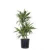 10 In. Dracaena Warneckii Plant In Grower Pot