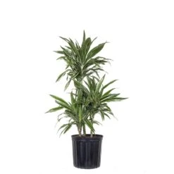 10 In. Dracaena Warneckii Plant In Grower Pot