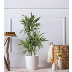 10 In. Dracaena Warneckii Plant In White Decor Pot -Urban Garden Store united nursery house plants dracwarr10hw 31 1000