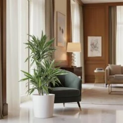 10 In. Dracaena Warneckii Plant In White Decor Pot -Urban Garden Store united nursery house plants dracwarr10hw 4f 1000