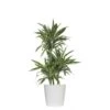 10 In. Dracaena Warneckii Plant In White Decor Pot