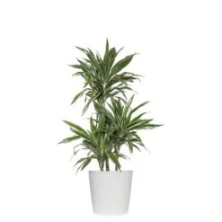 10 In. Dracaena Warneckii Plant In White Decor Pot