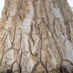 Ponytail Palm Beaucarnea Recurvata Elephants Foot Live Plant In 10 Inch Premium Sustainable Ecopots Dark Grey Pot -Urban Garden Store united nursery house plants efoot10dg 1f 1000