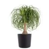 Ponytail Palm Beaucarnea Recurvata Elephants Foot Live Plant In 10 Inch Premium Sustainable Ecopots Dark Grey Pot