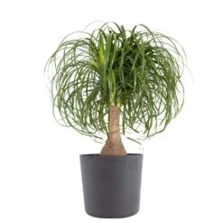 Ponytail Palm Beaucarnea Recurvata Elephants Foot Indoor Outdoor Plant In 10 Inch Premium Sustainable Ecopots Grey Pot