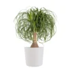 Ponytail Palm Beaucarnea Recurvata Elephants Foot Live Plant In 10 Inch Premium Sustainable Ecopots Pure White Pot