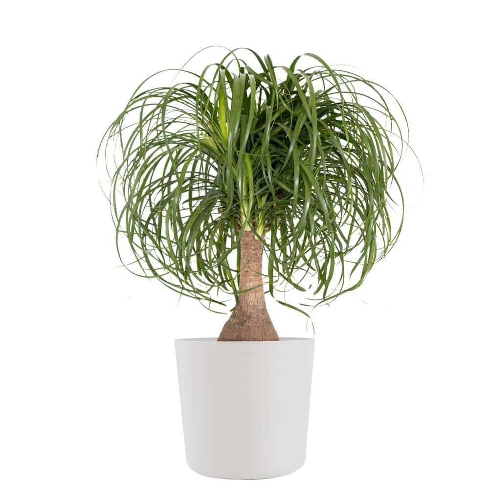 Ponytail Palm Beaucarnea Recurvata Elephants Foot Live Plant In 10 Inch Premium Sustainable Ecopots Pure White Pot 1 Ponytail Palm Beaucarnea Recurvata Elephants Foot Live Plant In 10 Inch Premium Sustainable Ecopots Pure White Pot