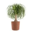 Ponytail Palm Beaucarnea Recurvata Elephants Foot Indoor Outdoor Plant In 10 Inch Premium Sustainable Terracotta Pot