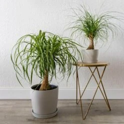 Ponytail Palm Beaucarnea Recurvata Elephants Foot Indoor Outdoor Plant In 10 Inch Premium Sustainable Terracotta Pot -Urban Garden Store united nursery house plants efoot10trc c3 1000