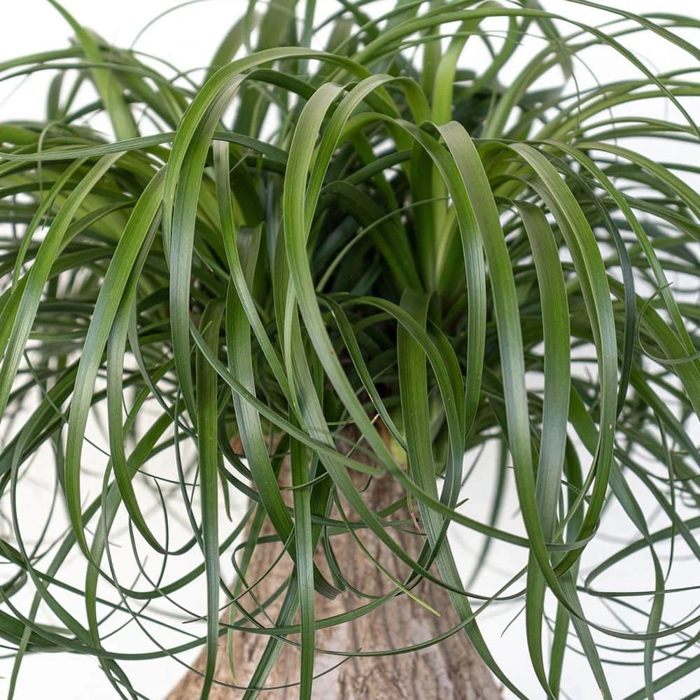 Ponytail Palm Beaucarnea Recurvata Elephants Foot Live Plant In 10 Inch Premium Sustainable Ecopots White Grey Pot 6 Ponytail Palm Beaucarnea Recurvata Elephants Foot Live Plant In 10 Inch Premium Sustainable Ecopots White Grey Pot - Image 6