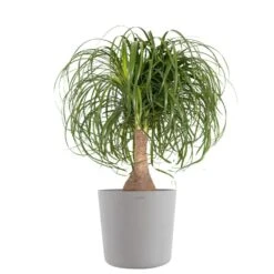 Ponytail Palm Beaucarnea Recurvata Elephants Foot Live Plant In 10 Inch Premium Sustainable Ecopots White Grey Pot
