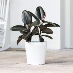 Live Ficus Burgundy Rubber Plant In 9.25 Grower Pot -Urban Garden Store united nursery house plants fburg10gp 31 1000